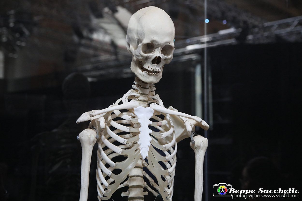 VBS_3122 - Scheletro - Mostra Body Worlds.jpg
